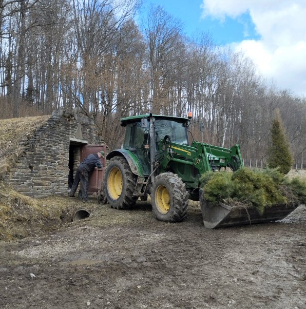 Uloženie borovice do snehovej jamy